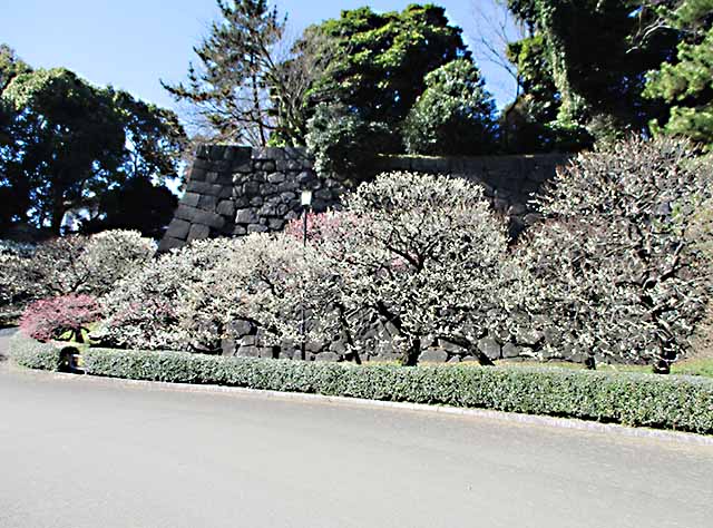梅の花が咲き誇る皇居東御苑の梅林坂